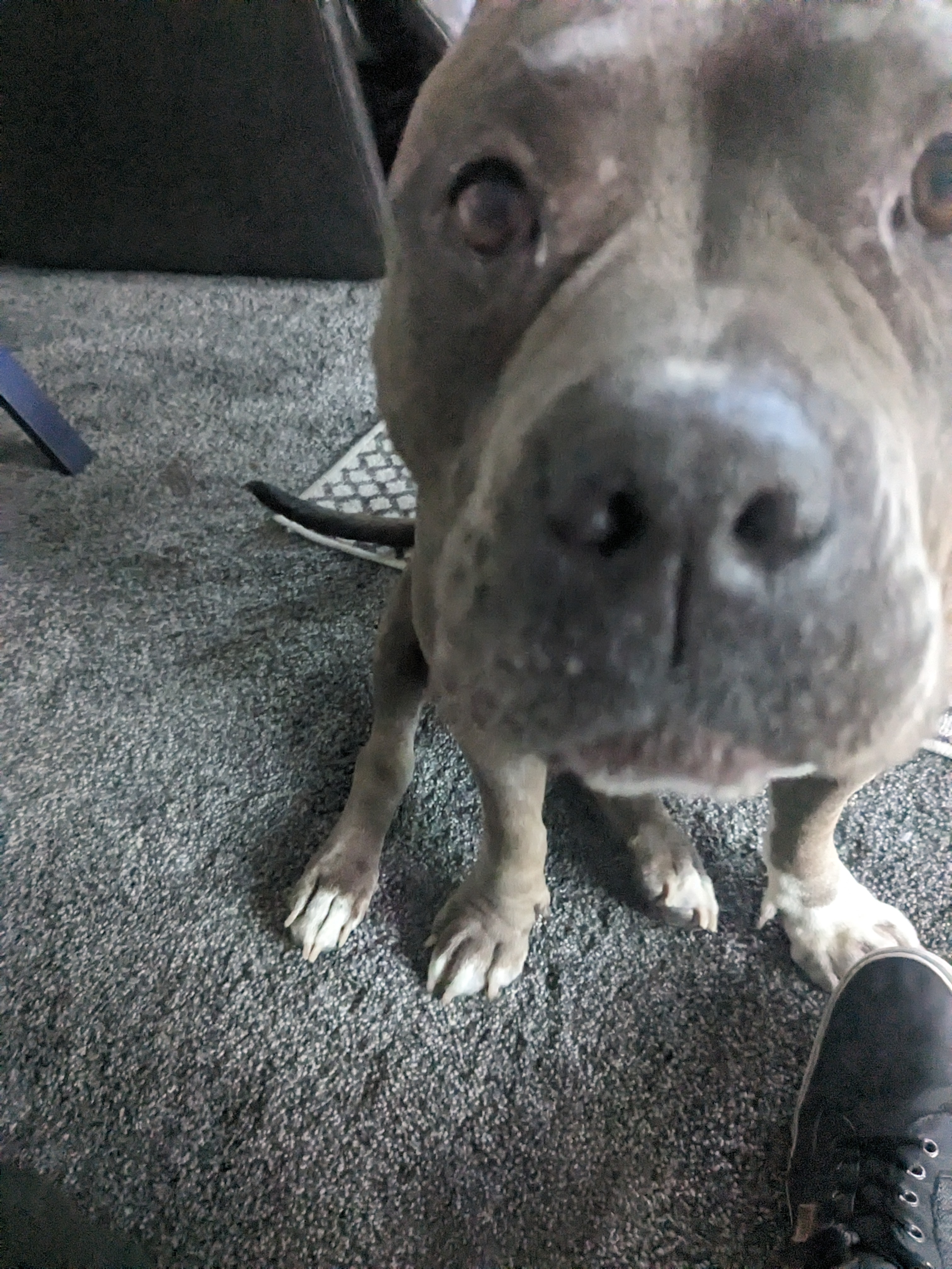 A picture of my older dog Gigi